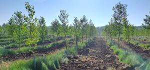 La CHD proyecta nuevas plantaciones en Cubo de la Solana (Soria) como sumideros naturales de carbono